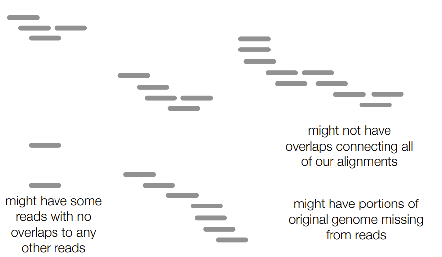 <ul><li><p>might <strong>not have <u>enough </u>overlaps</strong> connecting all our alignments <u>(aka have the reads BUT don’t have enough overlap to connect them into a contiguous sequence)</u></p></li><li><p>might have some reads with <strong><u>no </u>overlaps</strong> to other reads</p></li><li><p>might have parts of the original/template genome <strong>missing </strong>from the reads <u>(aka the contiguous sequence formed doesn’t include all the parts of the template genome B/C some parts of the original genome weren’t sequenced at all)</u></p></li></ul><p></p>