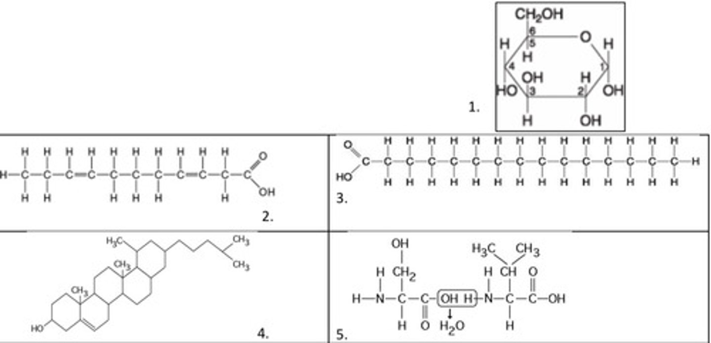 <p>Match the molecules shown below and to the right</p><p>a. cholesterol.</p><p>b. dipeptide.</p><p>c. saturated fatty acid.</p><p>d. polyunsaturated fatty acid.</p><p>e. glucose.</p>