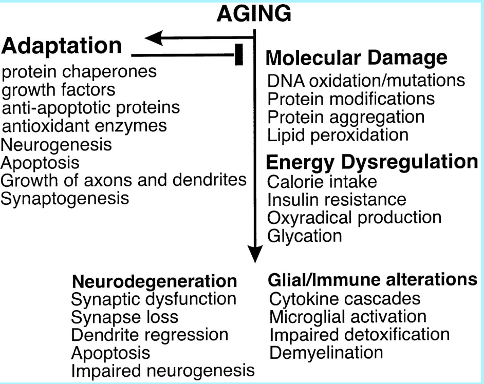 <p>this image shows the biological changes in the brain associated with aging, and the adaptation side shows what natural processes the brain uses to slow down aging and counteract the damage</p><p></p><p>so the arrow is showing for example as we age we have an increase in molecular damage, as we have an adaptation like protein chaperones, but as we age it would be harder to regulate it wont be as efficient</p><p></p><p>this is how disease develops</p>