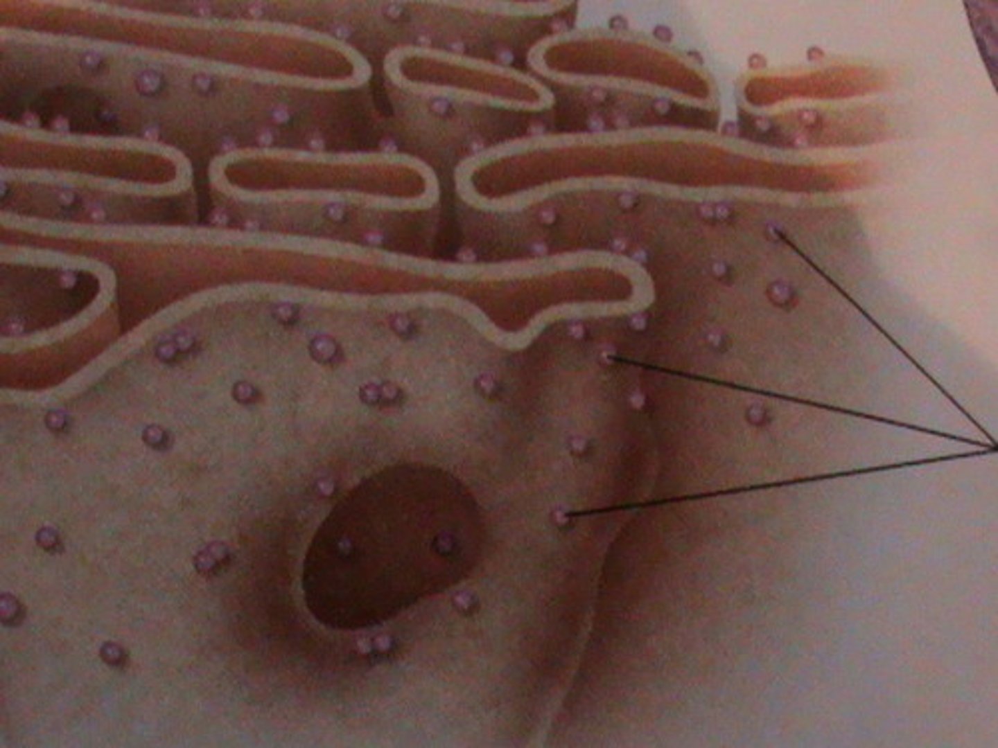 <p>attached to the outside of the endoplasmic reticulum or nuclear envelope; make proteins for plasma membrane or destined to be exported out of cell</p>
