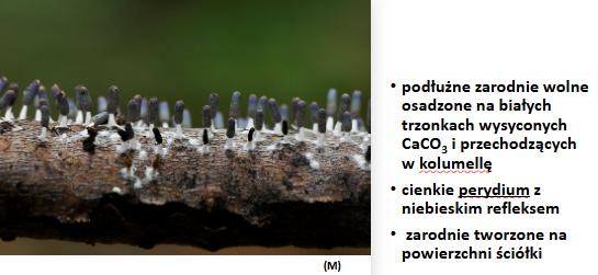 <p>Diachea leucopodia </p><p>Gr.: MYXOMYCOTA </p><p>       Kl.: Myxomycetes</p>