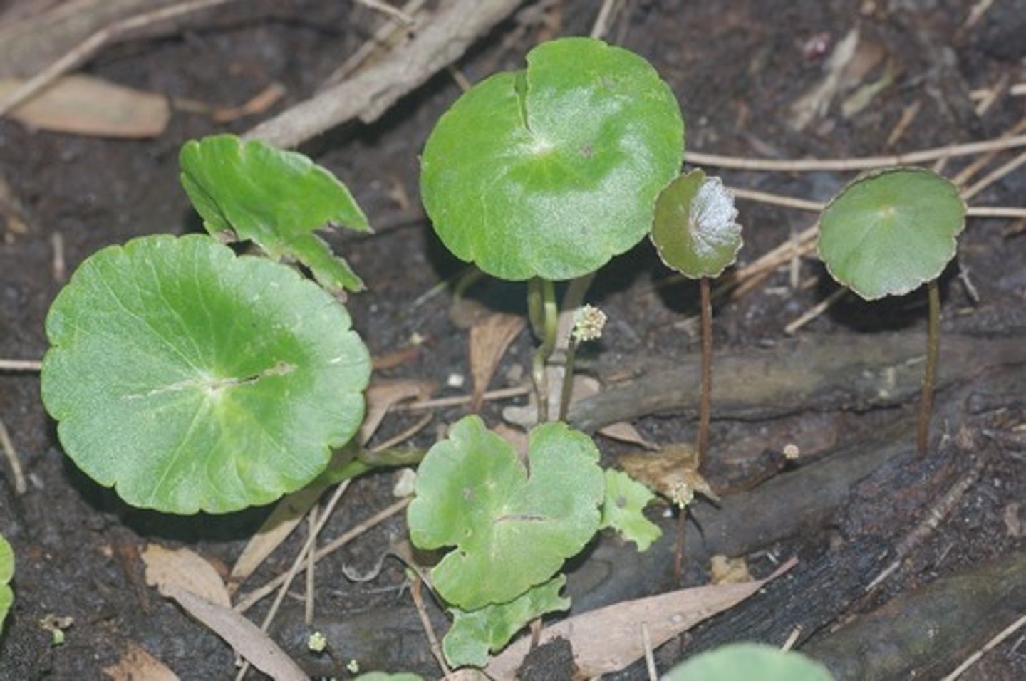 <p>Marsh pennywort</p>