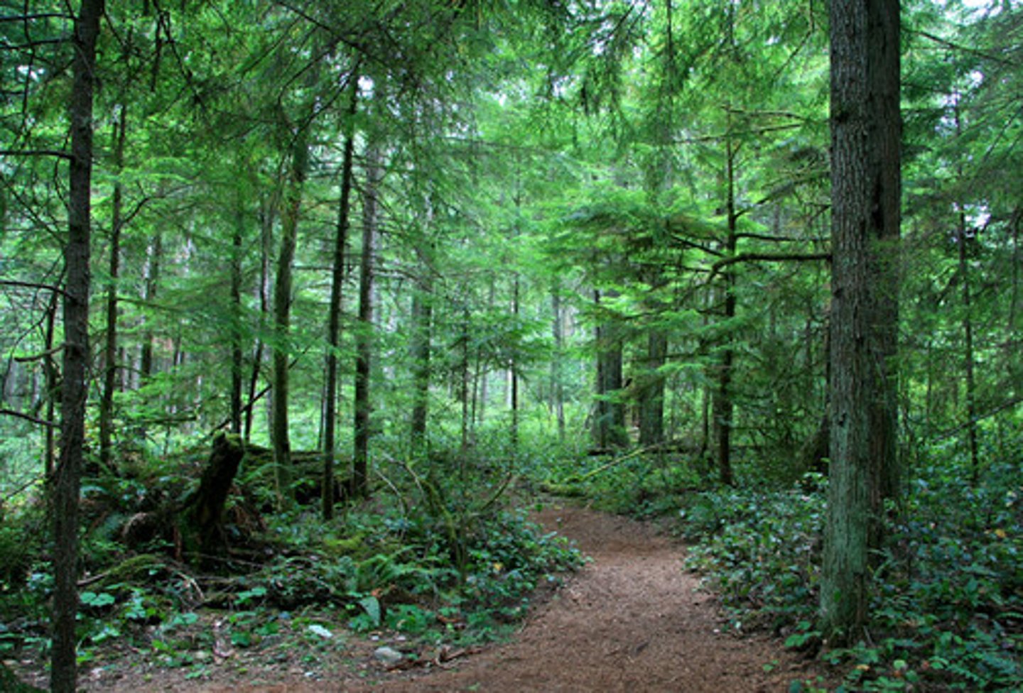 <p>characterized by the codominance of grasses and trees (or shrubs)</p>
