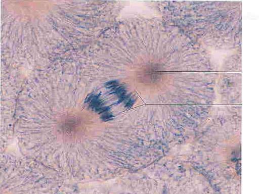 <p>Identify the phases of mitosis</p>