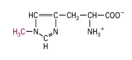 * histodine residues are commonly modified to form 3-methyl histodine
* proteins at histodine residues also alters gene expression
* can weaken the association between histone and DNA
* reversible