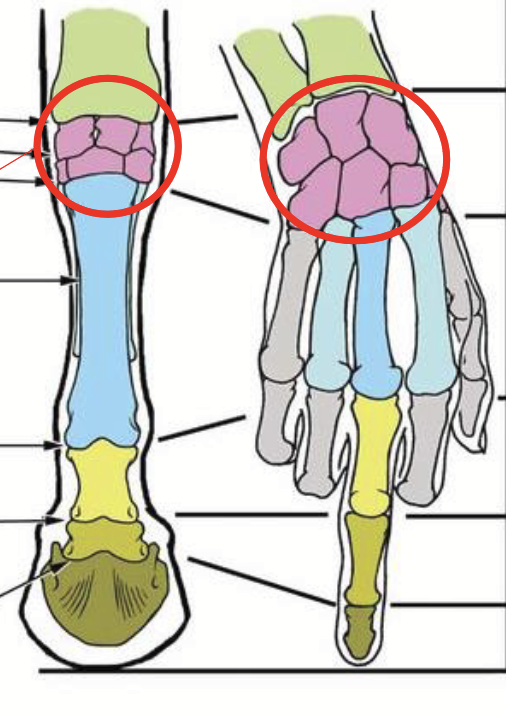 <p>Equivalent to the wrist or “knee” (though no knee in farm animals) in humans.</p>