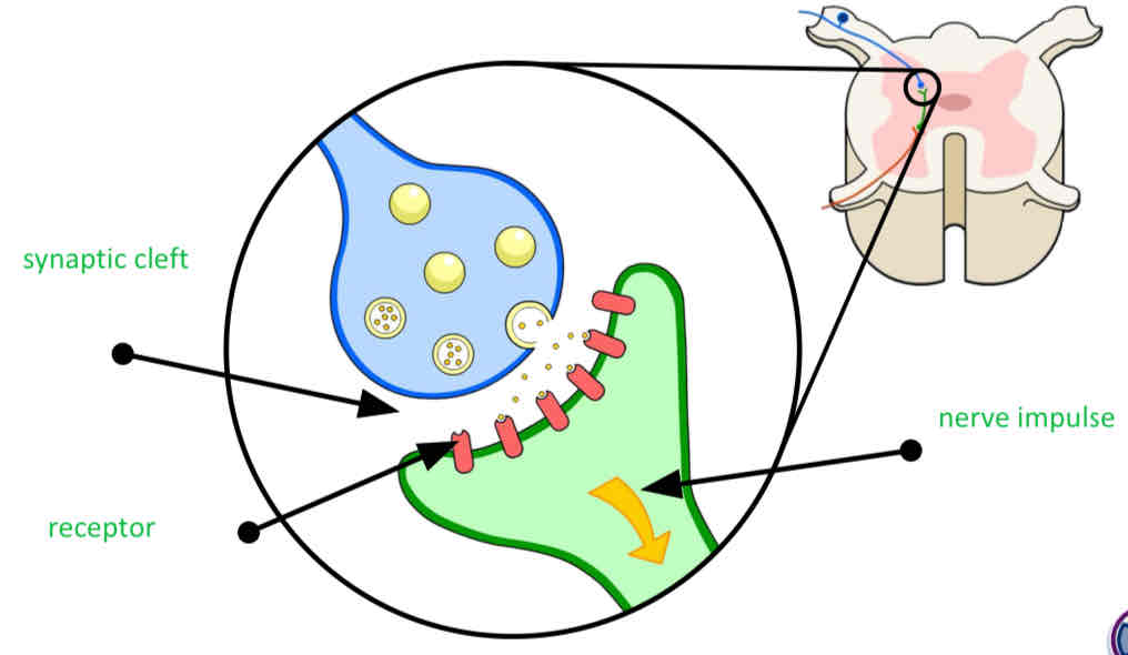 <p>The neurotransmitters diffuse across the synaptic cleft and bind with receptors on the next neurone, triggering another impulse</p>