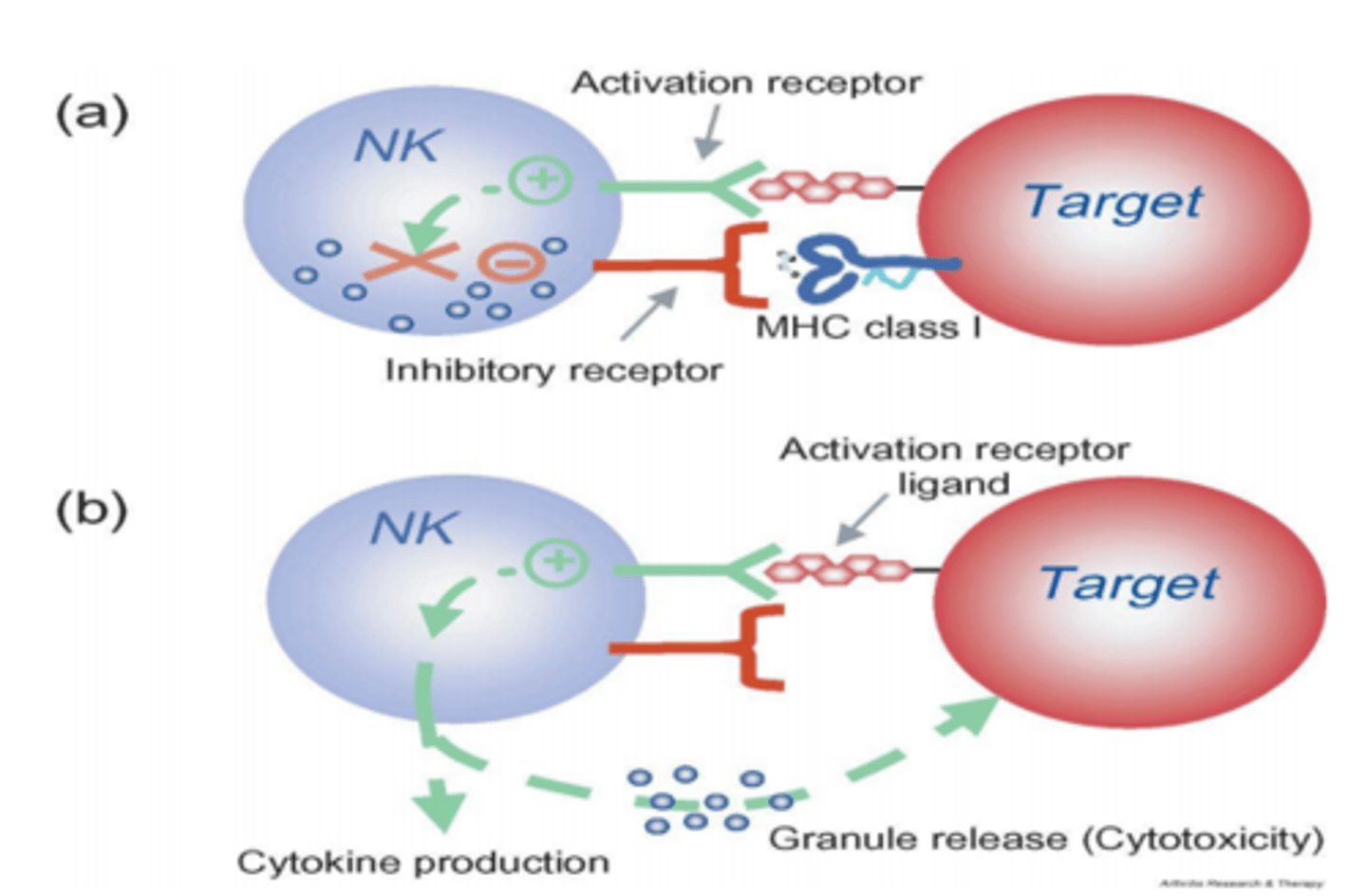 <p>Cells that recognize and destroy infected or cancerous cells non specifically using granzyme and perforin</p>