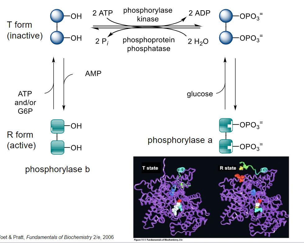 <ul><li><p>the T form (tight/taught) is inactive and preferred if not phosphorylated</p></li><li><p>R form (relaxed) is active and preferred when phosphorylated</p></li><li><p>phosphorylase kinase and phosphoprotein phosphatase do covalent modifications to change the enzyme EQM</p></li><li><p><span style="color: var(--color-neutral-black)">allosteric regulation:</span></p><ul><li><p>ATP and G6P inhibit the enzyme as they indicate higher energy levels so we dont need glycogen degradation</p></li><li><p>AMP activates the enzyme because it indicates energy levels are low</p></li></ul></li></ul>