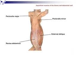 <p>Origin: Sternum</p><p>Insertion: Pectoral ridge of humerus</p><p>Action: Adducts Humerus</p>