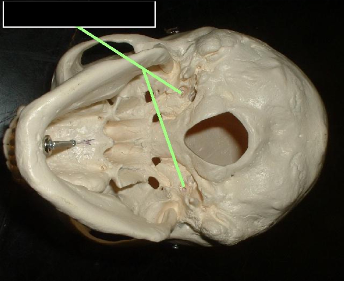 <p>Left and right of the foramen magnum the circular hold closer to the jaw</p>