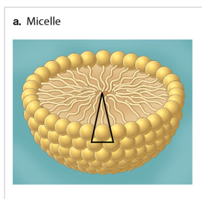 <p>Wedge-shaped and packed into spherical structures</p><p>(Bulky heads and a single hydrophobic tail are packed)</p>