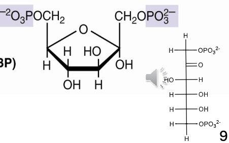 <p>fructose-1,6-bisphosphate</p>