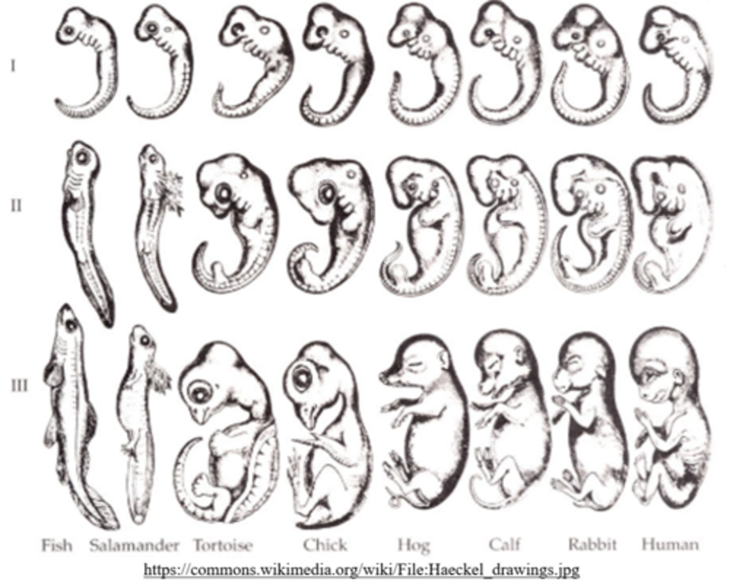 <p>embryological similarities; evolution</p>