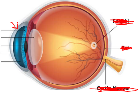<p>What part of the eye is this</p>