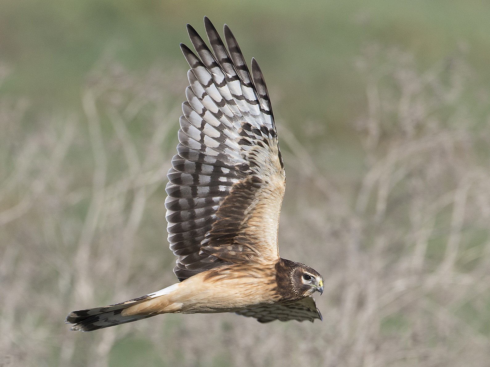 <p>Northern Harrier</p>