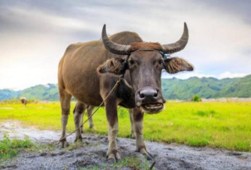 <p>What is the scientific name for carabao?</p>
