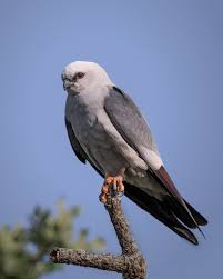 <p>soaring, insectivores, highly social, mature woodlands, migratory</p>