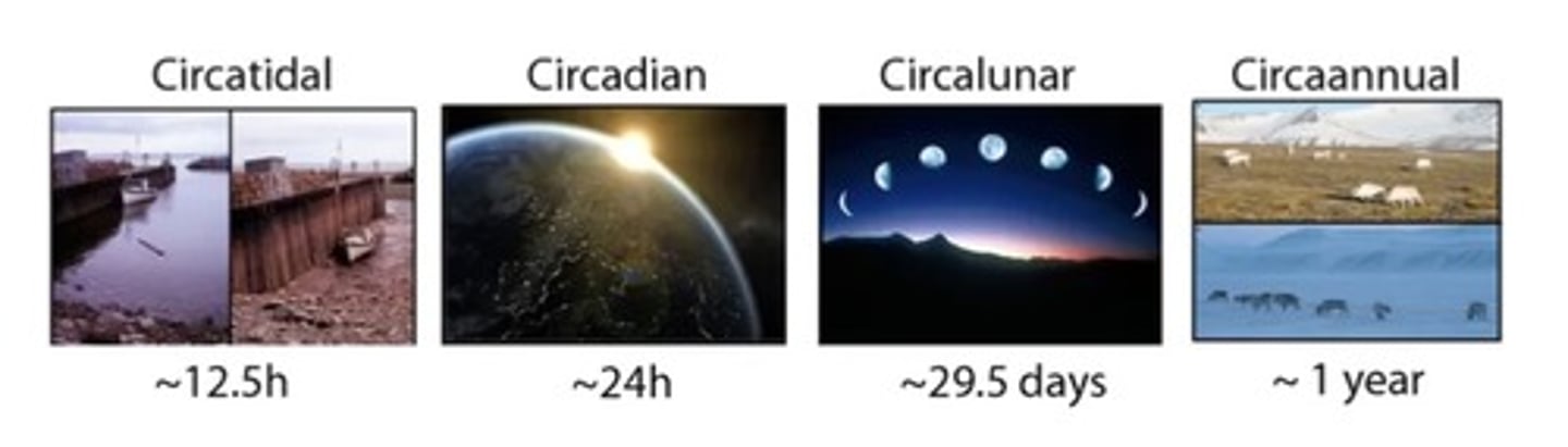 <p>circatidal</p><p>circadian</p><p>circalunar</p><p>circannual</p>