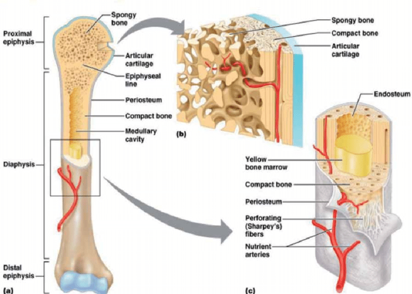 <ul><li><p>The compact bone surrounds the medullary cavity</p></li><li><p>The medullary cavity surrounds the yellow bone marrow (fat) </p></li></ul><p></p>