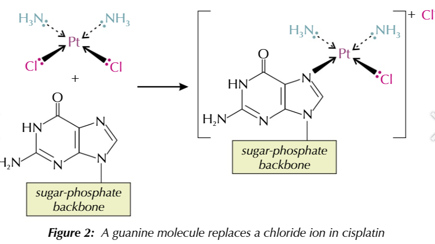 <ul><li><p>a nitrogen atom on guanine base forms a coordinate bond with cisplatin’s platinum ion</p></li><li><p>the guanine base replaces a chloride ion ligand</p></li><li><p>this process is called ligand replacement reaction</p></li></ul><p></p>