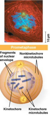<p>Prometaphase</p>