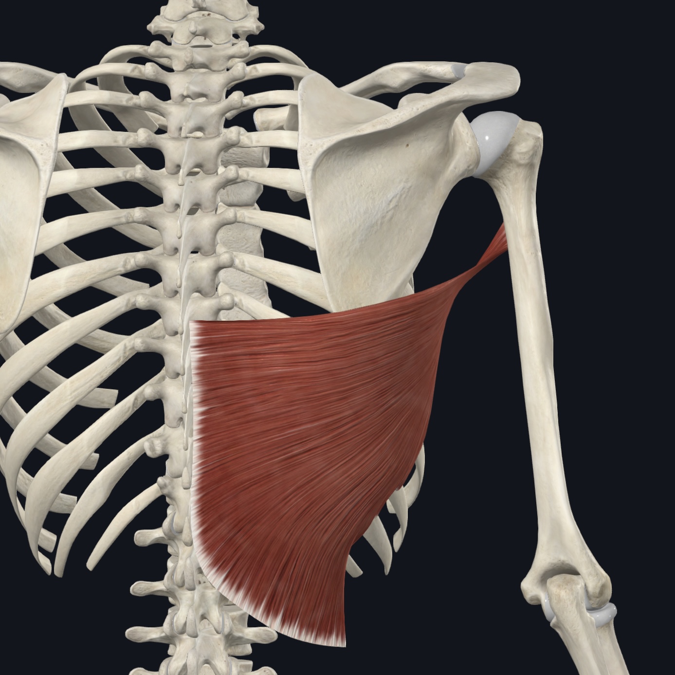 <p>Thoracodorsal nerve (C6-C8)</p>