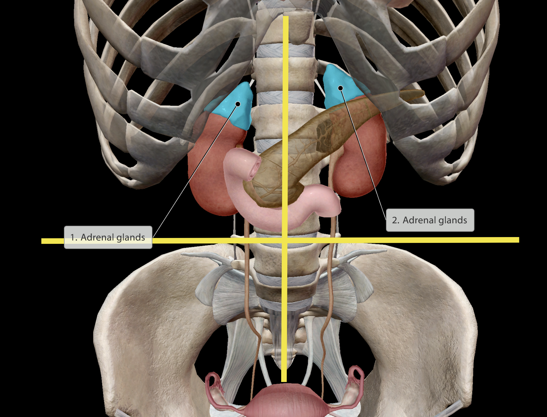 <p>Location:</p><p><u>Directly superior to the kidneys.</u></p><p>Separately situated in left &amp; right upper quadrants of the abdomen. Close to the posterior wall of the abdomen</p><ul><li><p>Produces hormone <strong>adrenaline</strong> (supplies sympathetic nervous system)</p></li></ul><p>Paired organ</p>