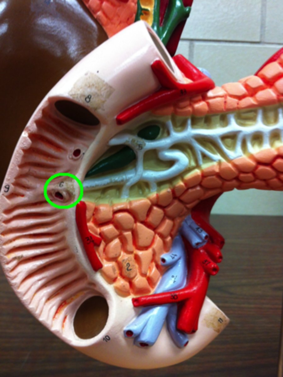 <p>The junction where the bile duct and pancreatic duct meet and release their contents into the duodenum.</p>