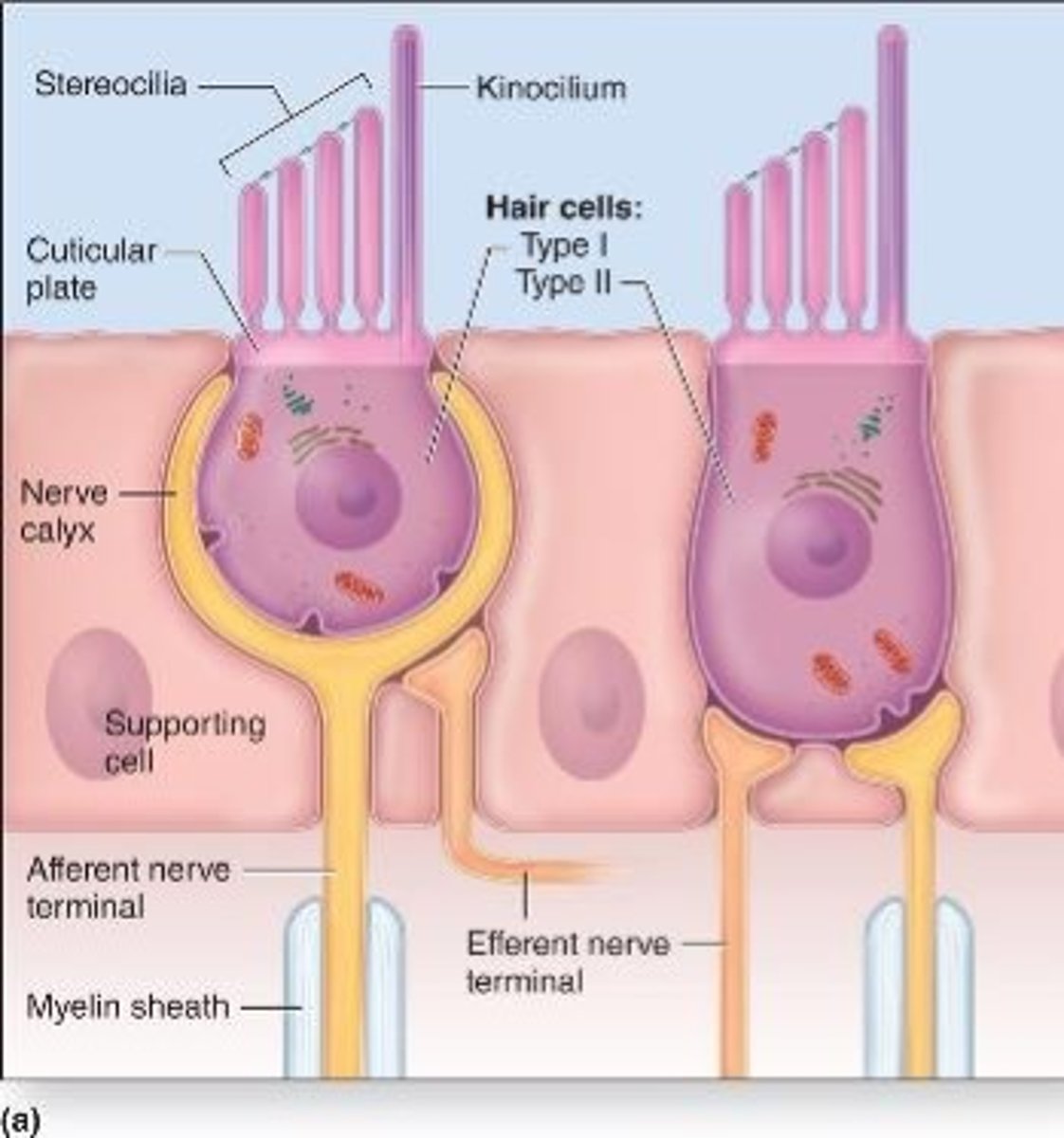 <p>These types of hair cells are more numerous, and are columnar, with bouton endings from afferent nerves.</p>