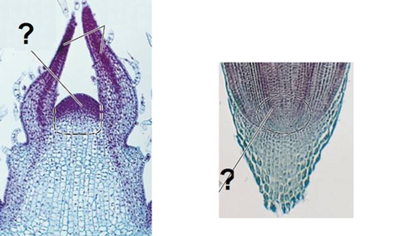 <p>The growth region in plant shoots and roots containing undifferentiated cells and is also the site of auxin production</p>
