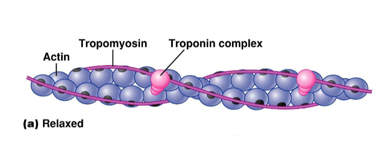 <p>What is the role of tropomyosin and troponin?</p>