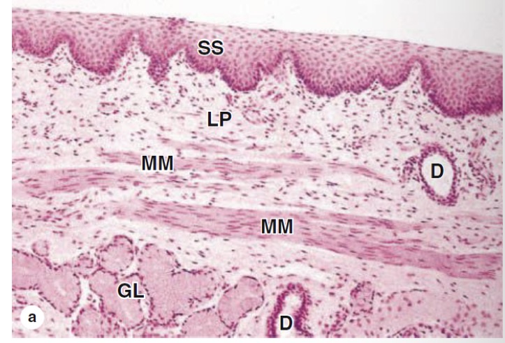 <ul><li><p>Stratified squamous epithelium</p></li><li><p>Protects the oesophagus from abrasion</p></li><li><p>SS = stratified squamous</p></li><li><p>LP = lamina propria</p></li><li><p>MM = muscularis mucosae</p></li><li><p>GL = glands</p></li><li><p>D = duct</p></li></ul><p></p>