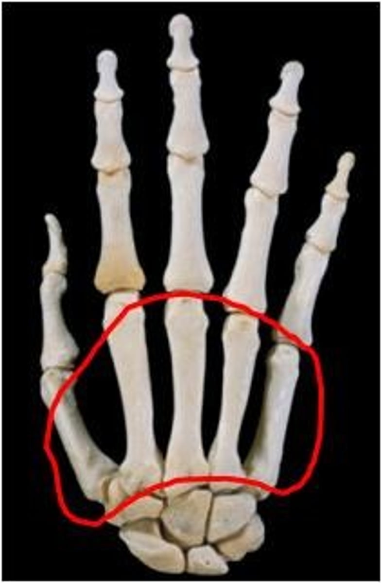 <p>ID bone group</p>