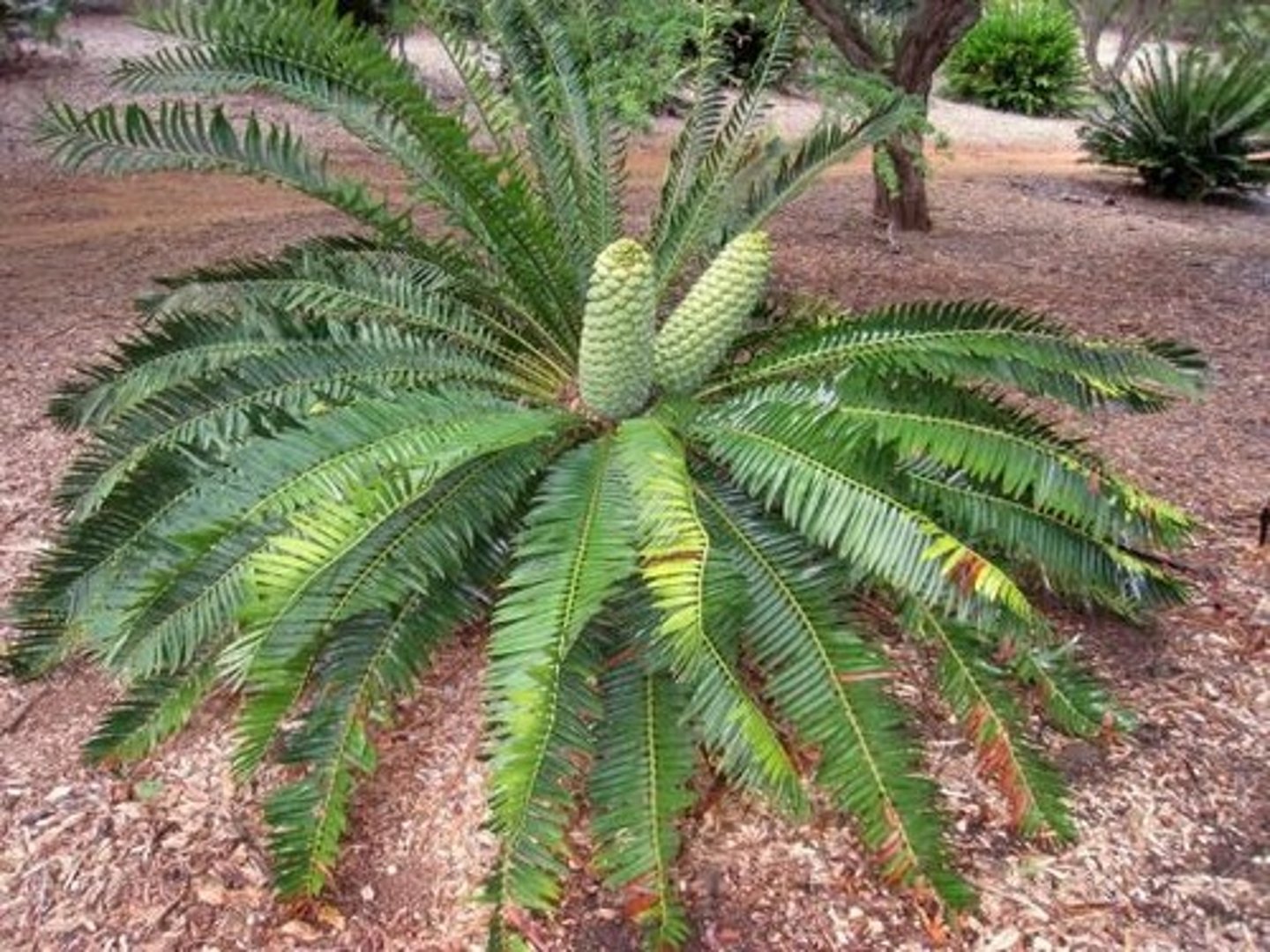 <p>dominant during prehistoric times; live in mild climates; mistaken for palms</p>