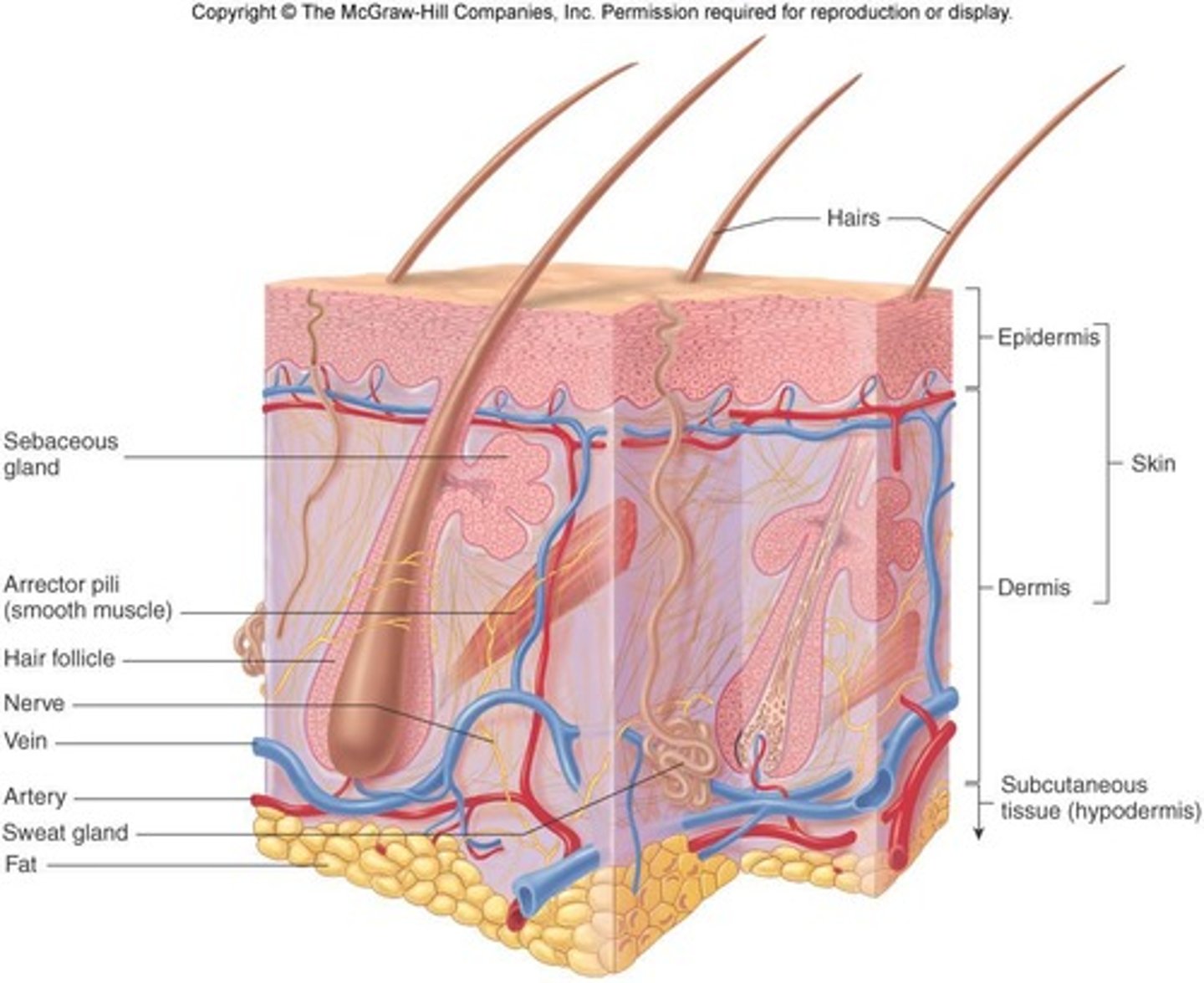 <p>The integumentary system consists of the skin, hair, glands, and nails.</p>