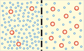 <p>Diffusion of water through a selectively permeable membrane</p>