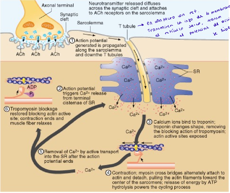 <ol><li><p>La acetilcolina provoca un EPPS mediante la abertura de los canales de sodio.</p></li><li><p>Este potencial se transmite por los túbulos T y desencadena la liberación de Ca2+ del retículo sarcoplasmático.</p></li><li><p>Esto lleva a la contracción de la fibra.</p></li><li><p>Reuptake del Ca2+ → la fibra se relaja </p></li></ol><p></p>