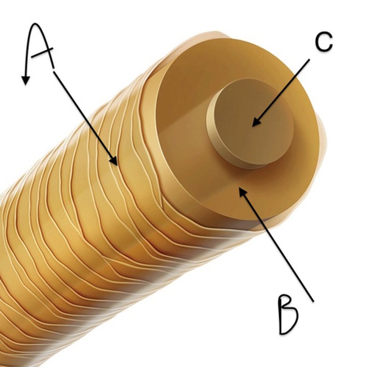 <p>What layer of hair is this (B)?</p>