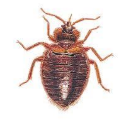 <p>Common Name:</p><p>Where found?</p><p>Evidence of?</p><p>Associated with dead bodies?</p><p>Is it an insect?</p><p>Stage:</p>