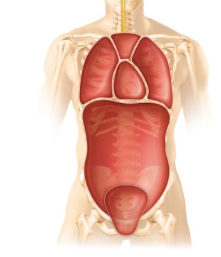 <p><strong>Thoracic Cavity</strong> (heart and lungs) and <strong>Abdominopelvic Cavities </strong>(digestive organs, urinary system, and reproductive organs) seperated by the <strong>Diaphragm</strong> and surrounded by <strong>Serous Membranes</strong></p>