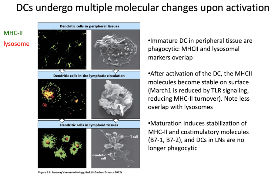 <ol><li><p>when DCs encounter pathogens, PRRs are triggered</p></li></ol><ul><li><p>TLRs (except TLR8) are expressed, DEC205 enables phagocytosis, etc</p></li></ul><ol start="2"><li><p>activated DCs become licensed to activate T cells</p></li></ol><ul><li><p>CCR7 expression = LN migration</p></li><li><p>PRR signaling enhances antigen processing</p></li></ul><ol start="3"><li><p>In lymph node mature DCs are no longer phagocytic</p></li></ol><ul><li><p>they ugregulate MHC-I, B7.1, B7.2, adhesion molecules, and stabilize MHC-II on cell surface</p></li></ul><ol start="4"><li><p>mature DCs interact with T cells in paracortex</p></li></ol><ul><li><p>enter the LN through afferent lymphatics, dump directly to T zones through marginal sinus</p></li></ul><p></p><p></p>