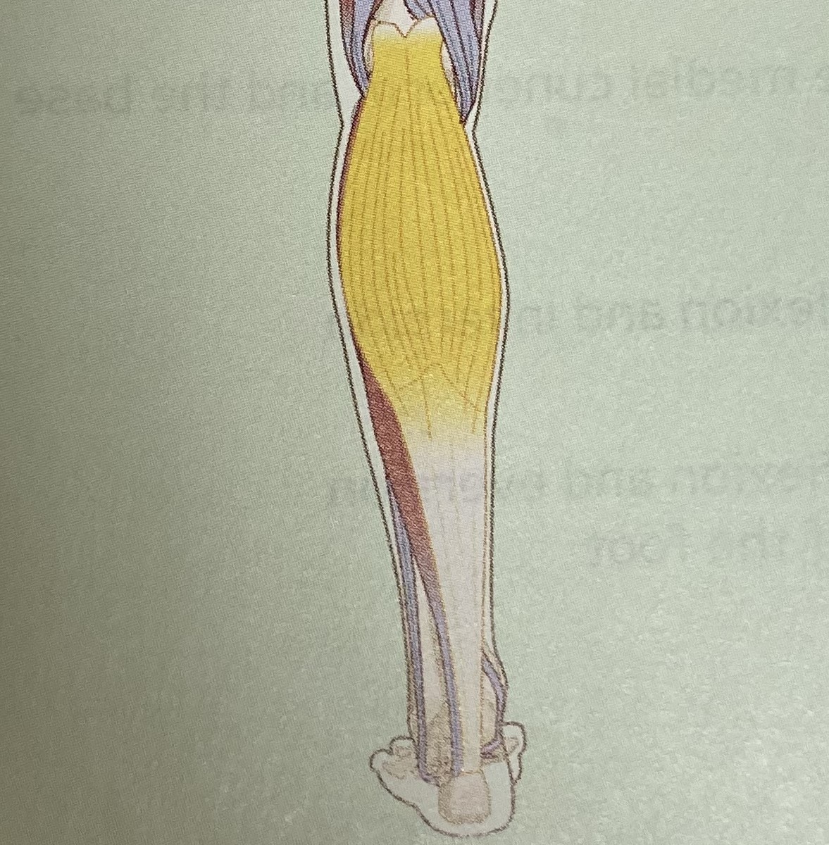 <ul><li><p>category: lower leg musculature</p></li><li><p>origin: starts at the posterior aspect of the femoral condyles</p></li><li><p>instertion: achilles tendon</p></li><li><p>isolated function: concentric plantarflexion</p></li><li><p>integrated function: eccentric dorsiflexion</p></li><li><p>stabilizes the foot and ankle complex</p></li></ul><p></p>