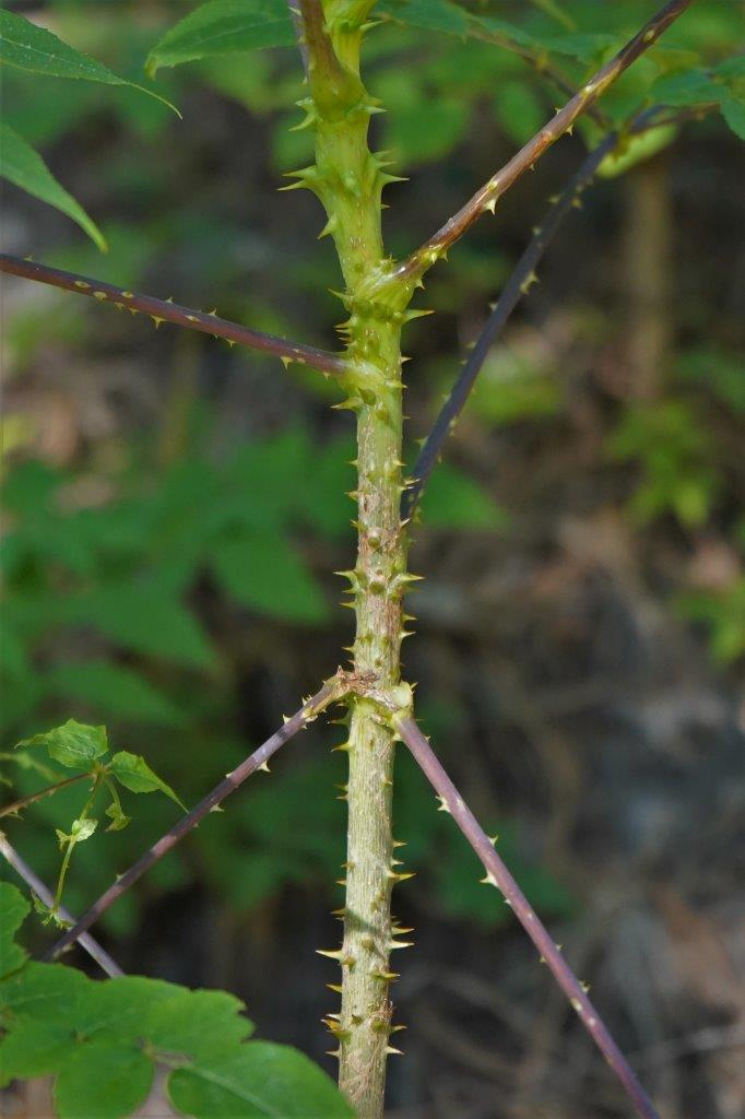 <p>Common name: devil’s-walking-stick, Hercules’-club</p><p>Family: Araliaceae</p><p>Notes: Fruit type = drupe. Specific epithet = spiny (referring to the prickles on leaves and stems). Araliaceae = Ginseng Family. Largest leaf in the North American flora. Young leaves formerly boiled and eaten like spinach. Fruits consumed by songbirds and small mammals, toxic to humans.</p>