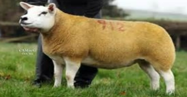 <p>originated in Holland; white head, ears and legs with no wool on head or legs; black nose </p><p>Advantages - excellent carcasses</p><p>Disadvantages - poor wool quality and small size</p>