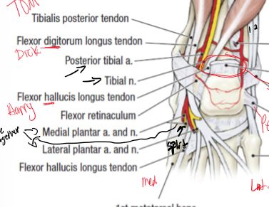 <p>"Tom, Dick, And Very Nervous Harry"</p><ul><li><p><strong>T</strong> – <em>Tibialis posterior </em><strong><em>(most anterior) </em></strong></p></li><li><p><strong>D</strong> – <em>Flexor Digitorum longus</em></p></li><li><p><strong>A</strong> – <em>Posterior Tibial Artery</em></p></li><li><p><strong>V</strong> – <em>Posterior Tibial Vein</em></p></li><li><p><strong>N</strong> – <em>Tibial Nerve</em></p></li><li><p><strong>H</strong> – <em>Flexor Hallucis longus </em><strong><em>(Most Posterior)</em></strong></p></li></ul><p></p>