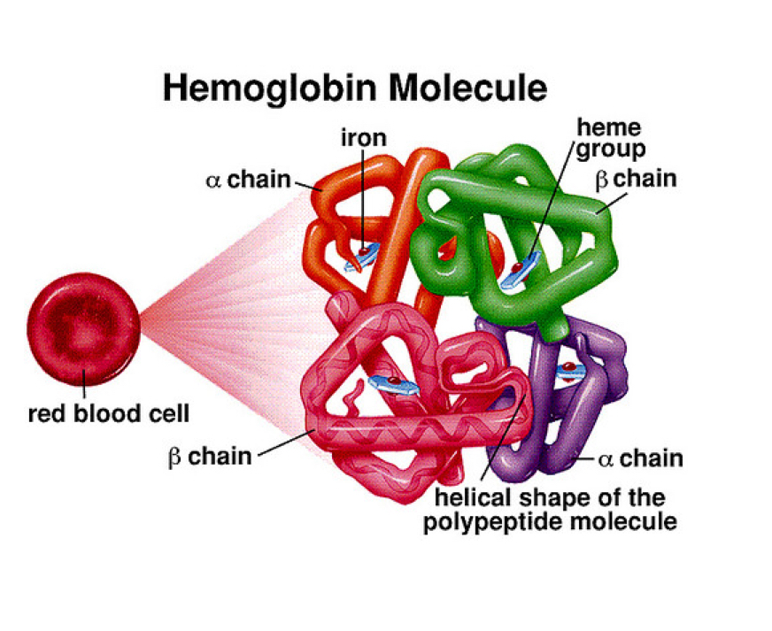 <p>Is found in red blood cell, it helps us move iron around (so iron can help move oxygen around the body)</p><ol><li><p>We have 2 A chains and 2 B chains, but they are mutated</p></li></ol>