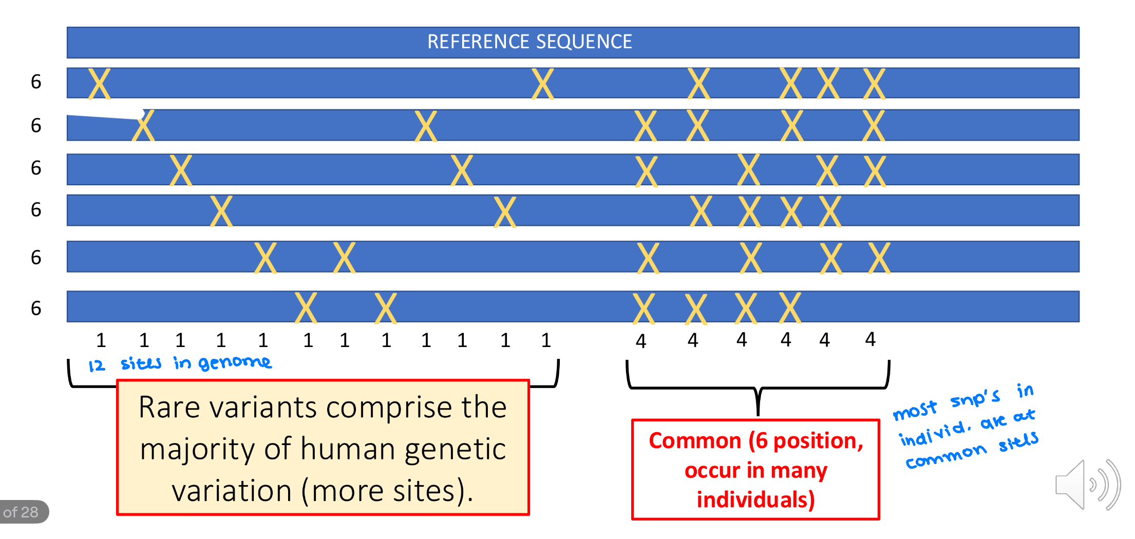<p>rare variants because there are more sites spread across the genome compared to common variants were there are less positions at more common site&nbsp;</p>