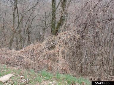 <p><span style="background-color: transparent;"><strong>Persicaria perfoliata — Mile-a-minute weed (also known as Asiatic tearthumb)</strong></span></p>