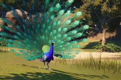 <p>Peafowl </p>